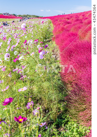 Kochia and cosmos filed Hitachi Ibaraki Japan Kochia and cosmos filed Hitachi Ibaraki Japan 43474364