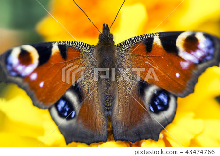 European peacock butterfly on Tagetes flower European peacock butterfly on Tagetes flower 43474766