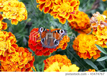European peacock butterfly on Tagetes, top view 43474767