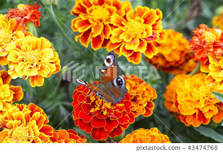 European peacock butterfly on Tagetes, top view 43474768
