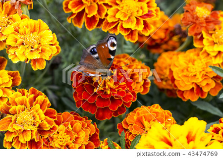 European peacock butterfly on Tagetes, top view 43474769
