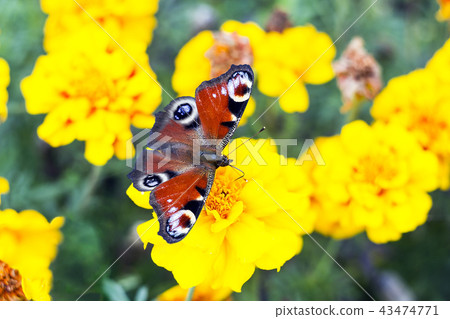 European peacock butterfly on Tagetes , top view European peacock butterfly on Tagetes , top view 43474771