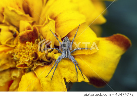 Wolf spider on Tagetes flower, top view Wolf spider on Tagetes flower, top view 43474772