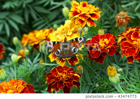 European peacock (Aglais io) butterfly on Tagetes European peacock (Aglais io) butterfly on Tagetes 43474773
