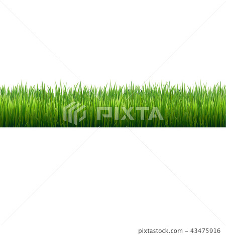 Grass Border Isolated 43475916