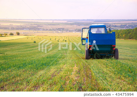 Tractor Collects Dry Grass In Straw Tractor Collects Dry Grass In Straw 43475994