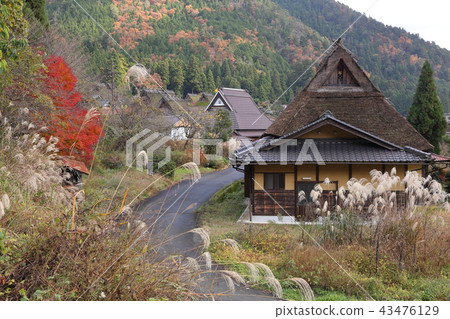 Miyama村莊在秋天 43476129