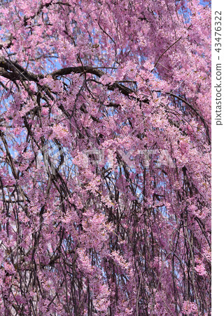 高島公園的櫻花 43476322