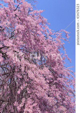 高島公園的櫻花 高島公園的櫻花 43476323