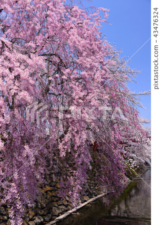 高島公園的櫻花 高島公園的櫻花 43476324