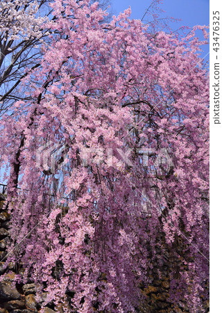 高島公園的櫻花 高島公園的櫻花 43476325