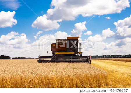 Harvester machine to harvest wheat field working 43476667