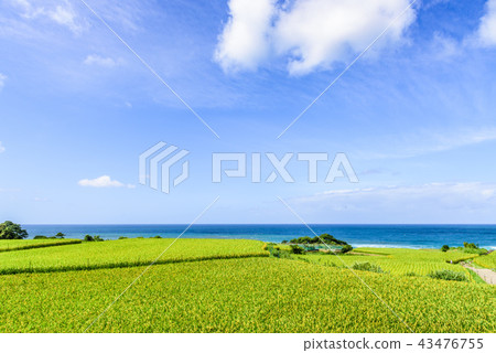 Saddo's rice terrace summer 43476755