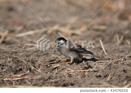 Mustard star 43476830