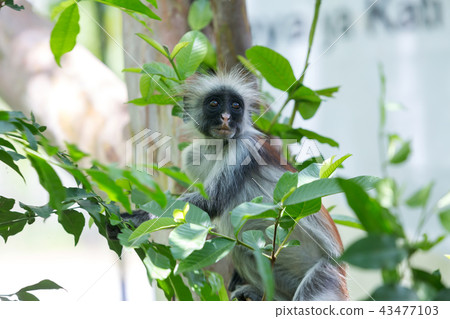 Red colobus Piliocolobus kirki monkey Zanzibar, Tanzania 43477103