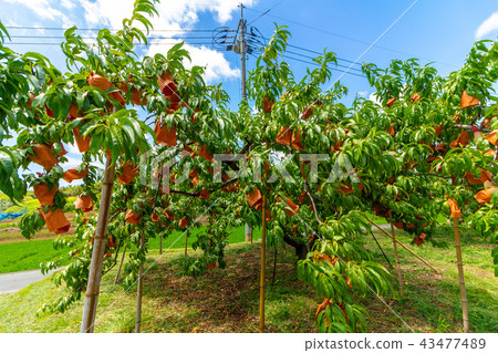 Momobata在岡山 Momobata在岡山 43477489