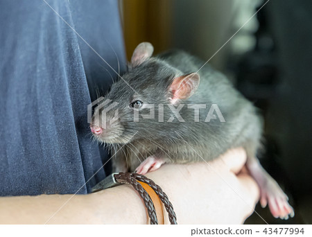 big rat domestic beast pet on hands fluffy big rat domestic beast pet on hands fluffy 43477994