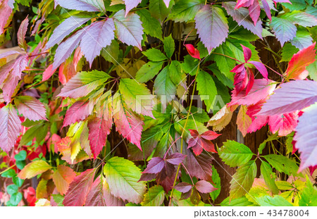 Wild grape leaves background plant wall fence eco 43478004