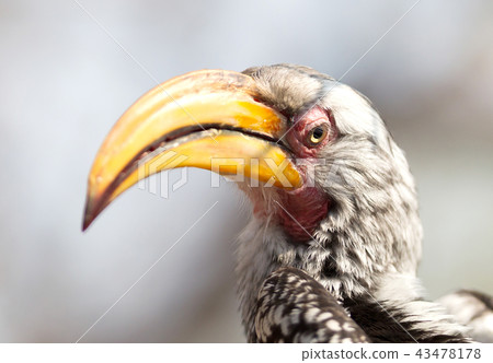 Southern yellow-billed hornbill 43478178