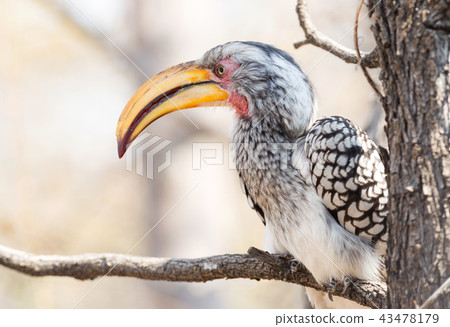 Southern yellow-billed hornbill  43478179