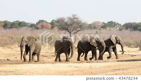 Group of african elephants at a waterhole Group of african elephants at a waterhole 43478234