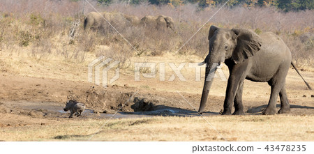 Warthog chased away by an african elephant 43478235