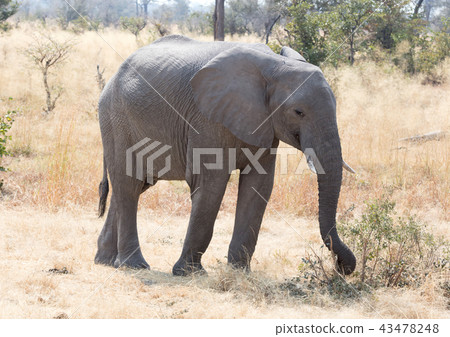 African elephant eating African elephant eating 43478248