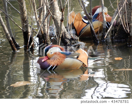 鴛鴦 鴛鴦 43478781