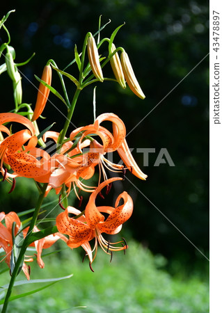 Flower of Onigari Flower of Onigari 43478897
