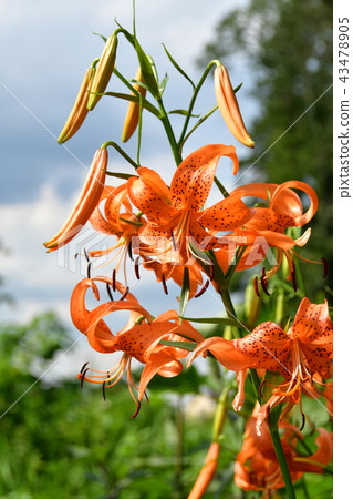 Onigari花 Onigari花 43478905