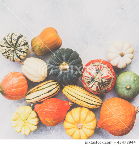 Different varieties of pumpkins and gourds Different varieties of pumpkins and gourds 43478944
