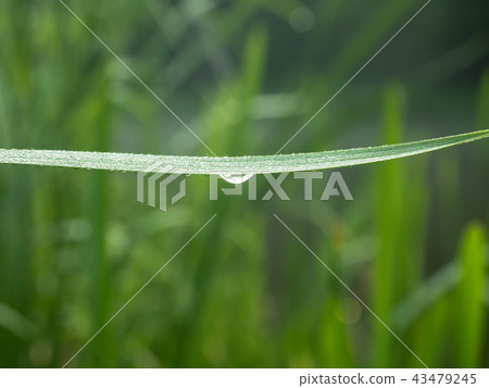 Dewdrops hanging on green grass blade, close up Dewdrops hanging on green grass blade, close up 43479245