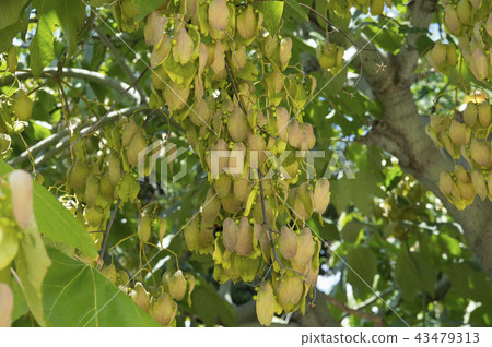 Oogiri種子 43479313