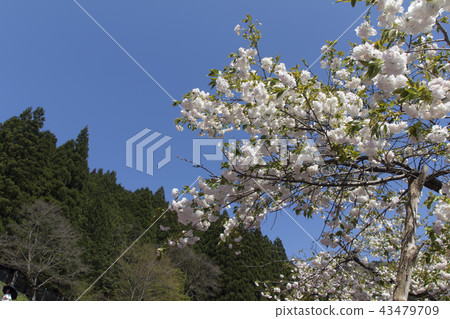 Kuida's Shibakura and Yae Sakura / Gifu Prefecture Gujo City Kuida's Shibakura and Yae Sakura / Gifu Prefecture Gujo City 43479709