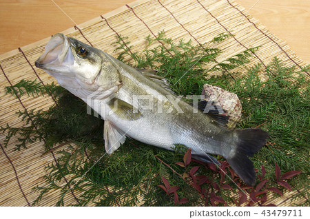 Cultured fish cage Cultured fish cage 43479711