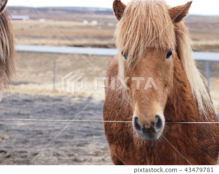 Thanks for looking at the camera Iceland Horse 43479781