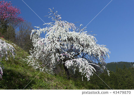 Ogawa Hanatomo / Gifu Prefecture Gujo City 43479870