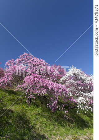 Ogawa Hanatomo / Gifu Prefecture Gujo City 43479871