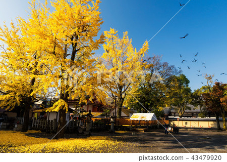 ginkgo tree at autumn, Kyoto 43479920
