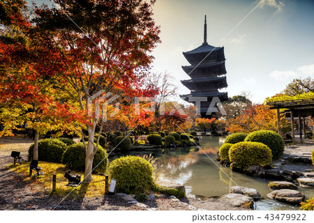 Toji temple in autumn, Kyoto 43479922