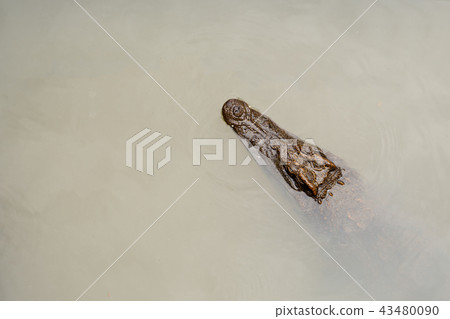 Reptile Animals, Crocodile head in fresh water. 43480090