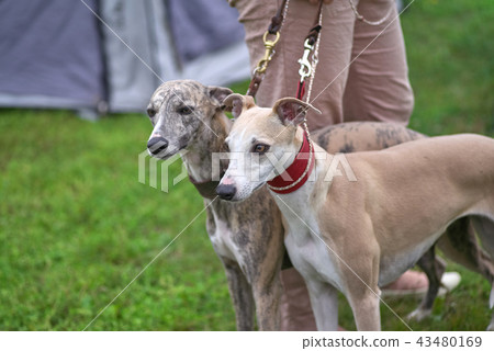 Leverette several gray dogs on grass background 43480169