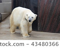 Polar bear 43480366