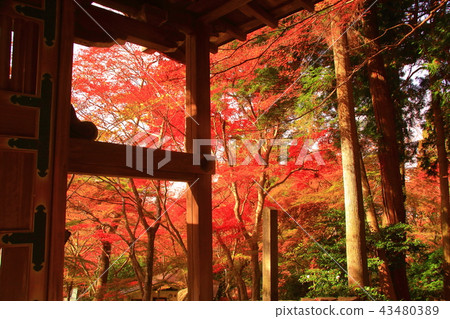 Tehoji公園的秋葉(兵庫縣有馬) Tehoji公園的秋葉(兵庫縣有馬) 43480389