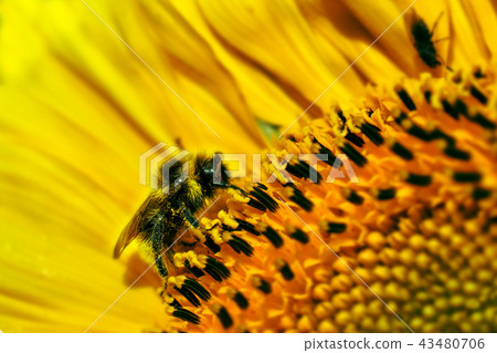 Big Bumblebee pollinating a sunflower in summer day 43480706