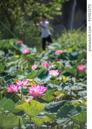 Close up Pink Lotus (Nelumbo nucifera Gaertn.) Close up Pink Lotus (Nelumbo nucifera Gaertn.) 43481070