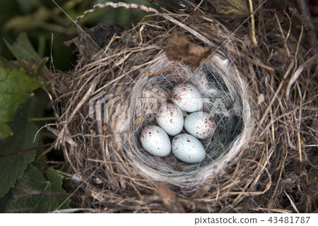 white spotted eggs in a nest on a tree white spotted eggs in a nest on a tree 43481787