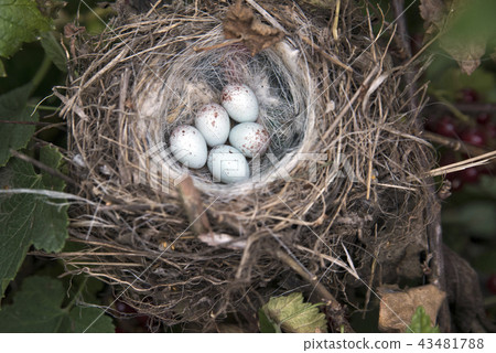 white spotted eggs in a nest on a tree 43481788