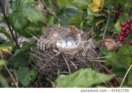 white spotted eggs in a nest on a tree white spotted eggs in a nest on a tree 43481790