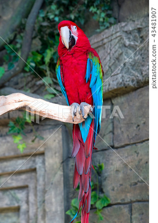 Adult red macaw parrot on a branch Adult red macaw parrot on a branch 43481907
